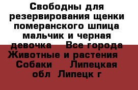 Свободны для резервирования щенки померанского шпица мальчик и черная девочка  - Все города Животные и растения » Собаки   . Липецкая обл.,Липецк г.